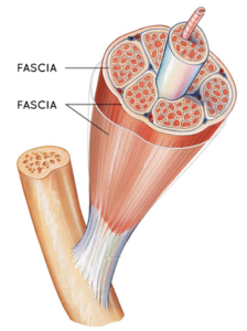 Le secret de votre corps, les fascias : un réseau invisible qui relie tout votre corps - Schéma muscle Fascias